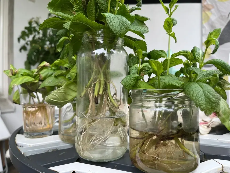 Množení pokojovek ve vodě krok za krokem: Od řízku po silnou rostlinu