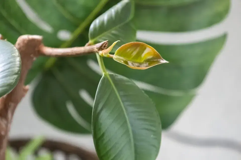 Množení fíkusu krok za krokem: Jak z jedné větvičky vypěstovat novou rostlinu