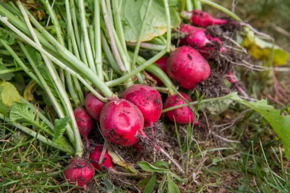 Pěstování ředkviček