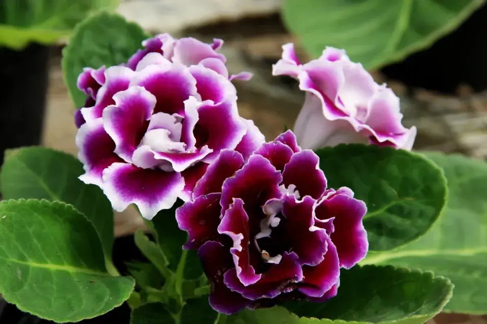 Gloxínie (Sinningia speciosa) 