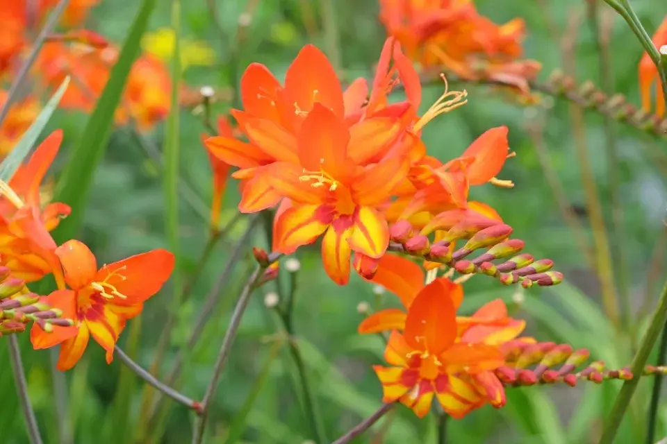 Montbrécie neboli Crocosmia