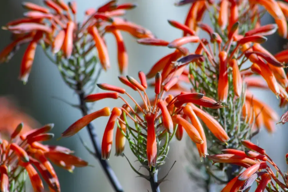 Cigaretová rostlina: květy, které vypadají jako malé zapálené cigarety