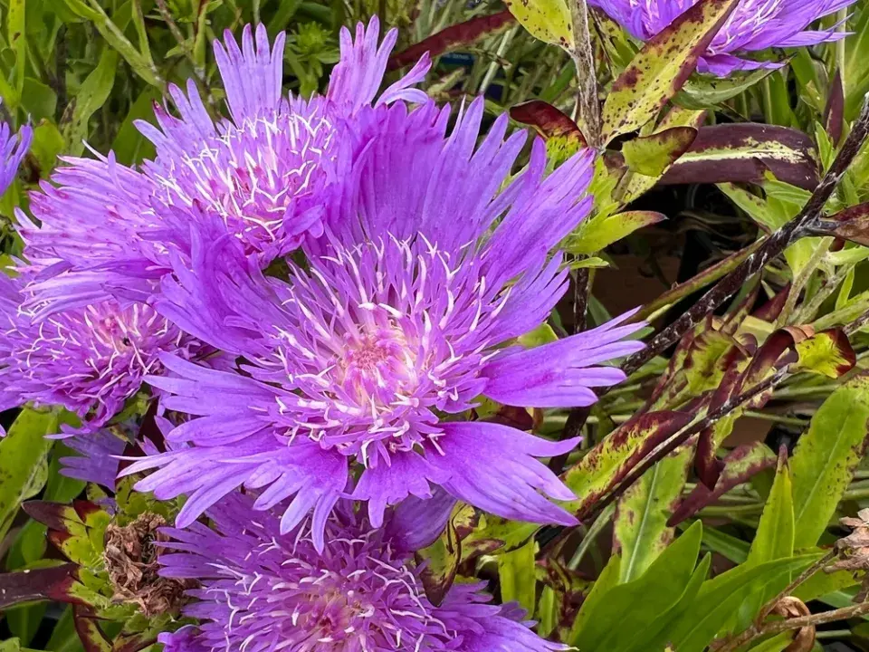 Stálezelená trvalka stokésie