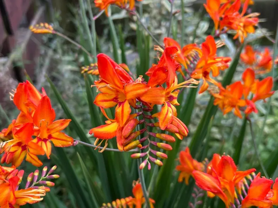 Květiny k řezu patří na každou zahradu