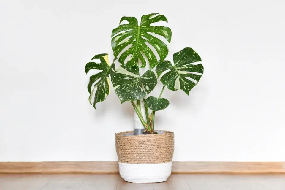 Jarní přesazování pokojových rostlin