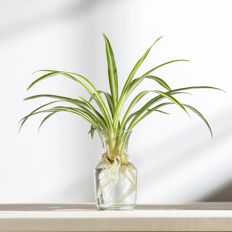 Množení pokojovek ve vodě krok za krokem: Od řízku po silnou rostlinu