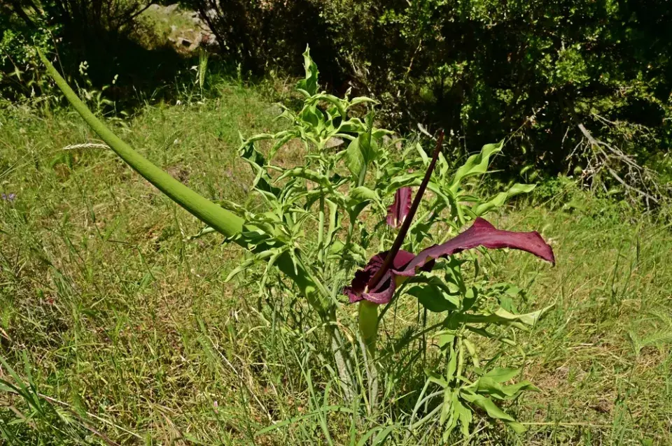 Drakovec neboli aron dračí (Dracunculus vulgaris)