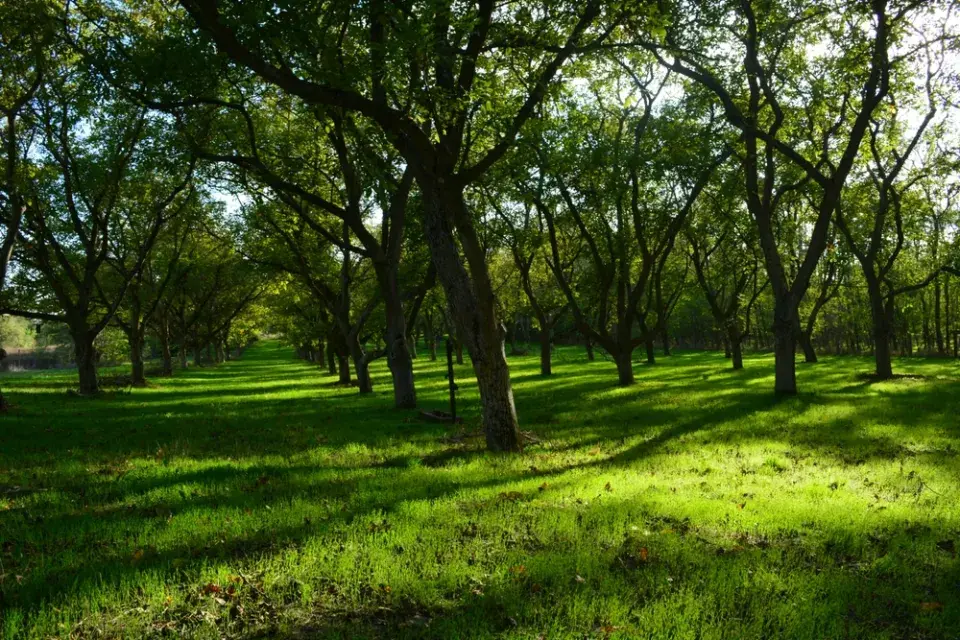 Stávající dřeviny v zahradě