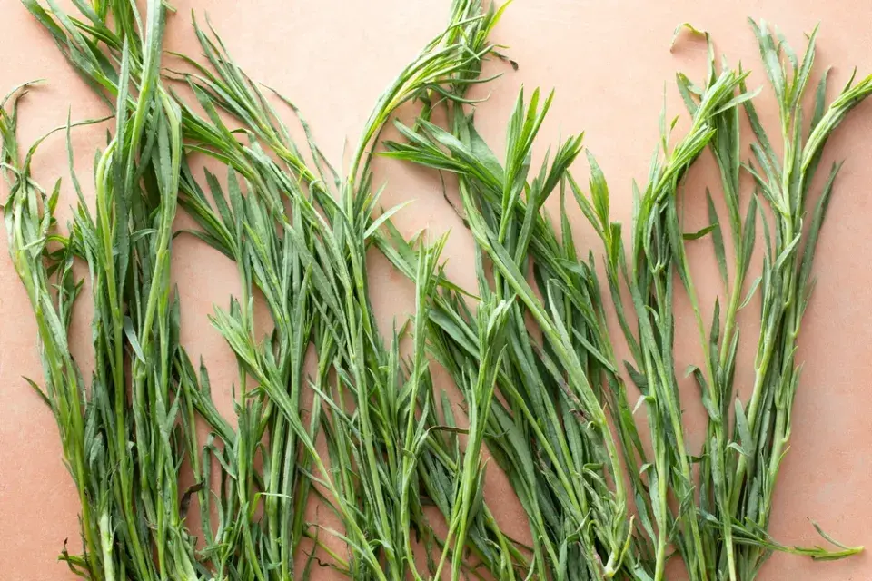 Pipicha (Porophyllum linaria) 