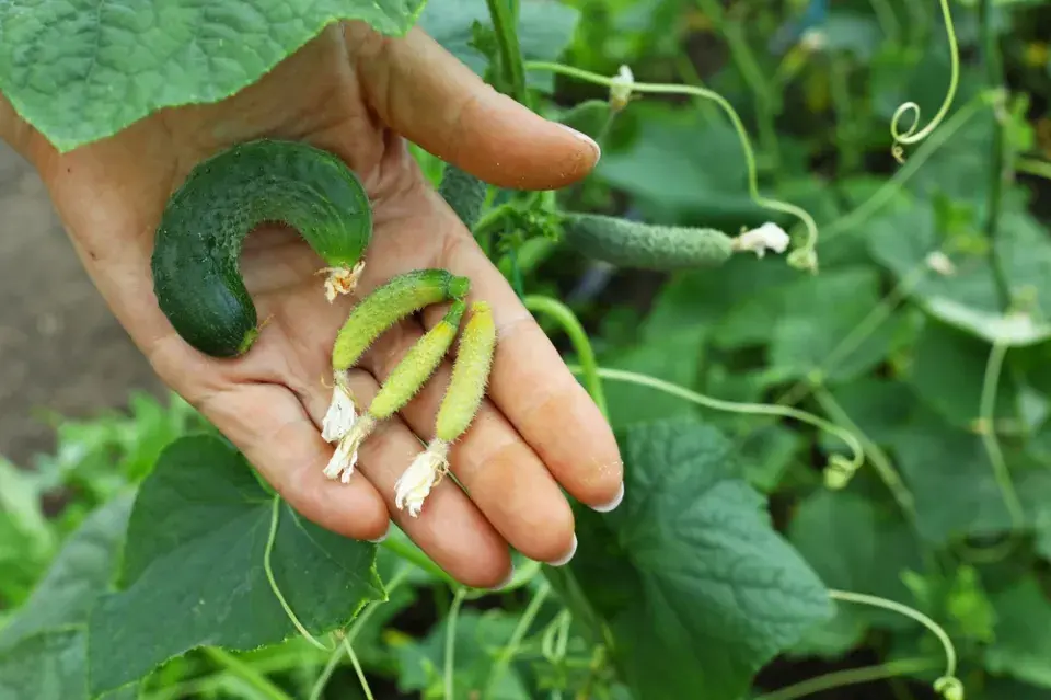 Předpěstování okurek