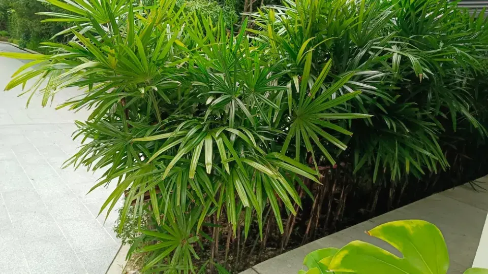 Palmenka neboli bambusová palma