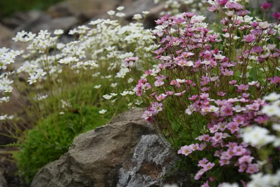 Lomikámen Arendsův (Saxifraga × arendsii)
