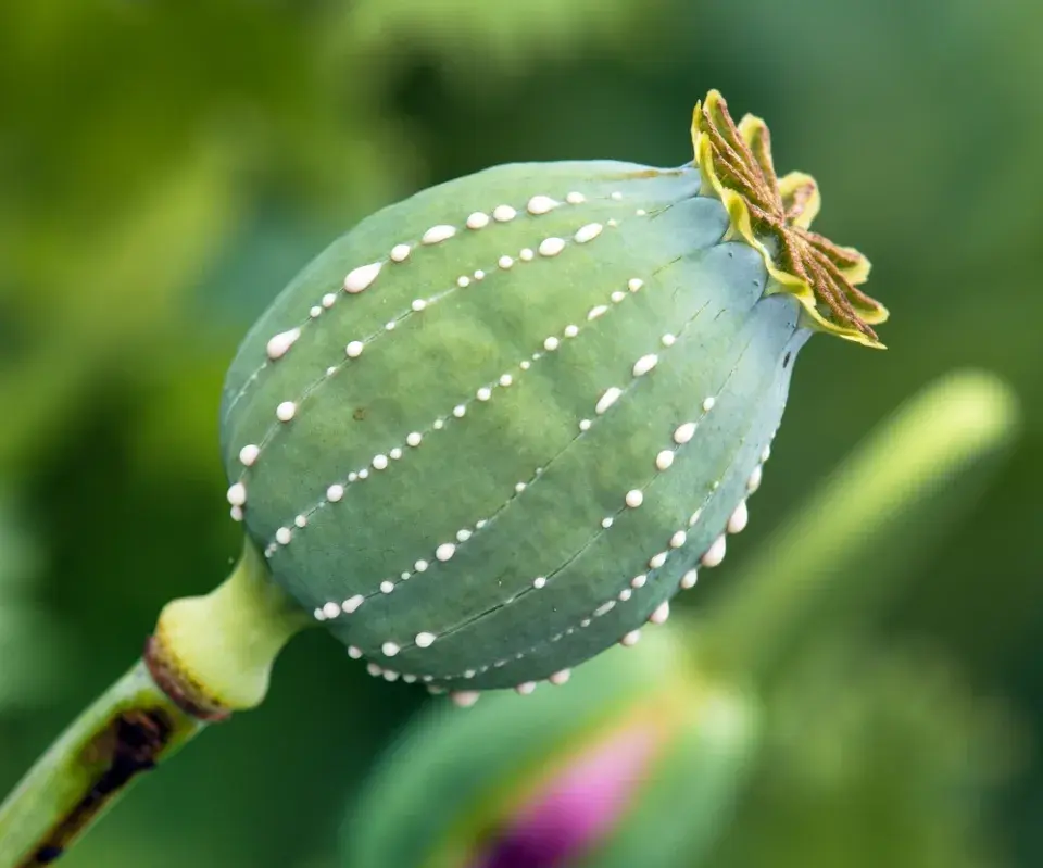 Pěstování máku a konopí: rostliny, které mohou být na zahradě legálně, ale jen za určitých podmínek