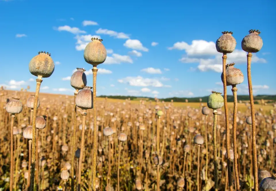 Pěstování máku a konopí: rostliny, které mohou být na zahradě legálně, ale jen za určitých podmínek