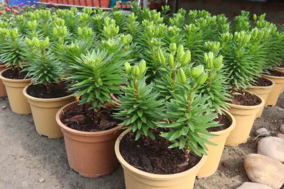Velikonoční lilie (Lilium longiflorum) 