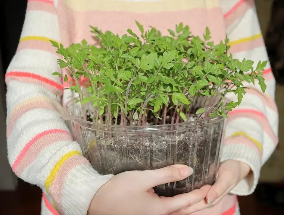 Předpěstování zeleniny od výsevu po silnou sazenici