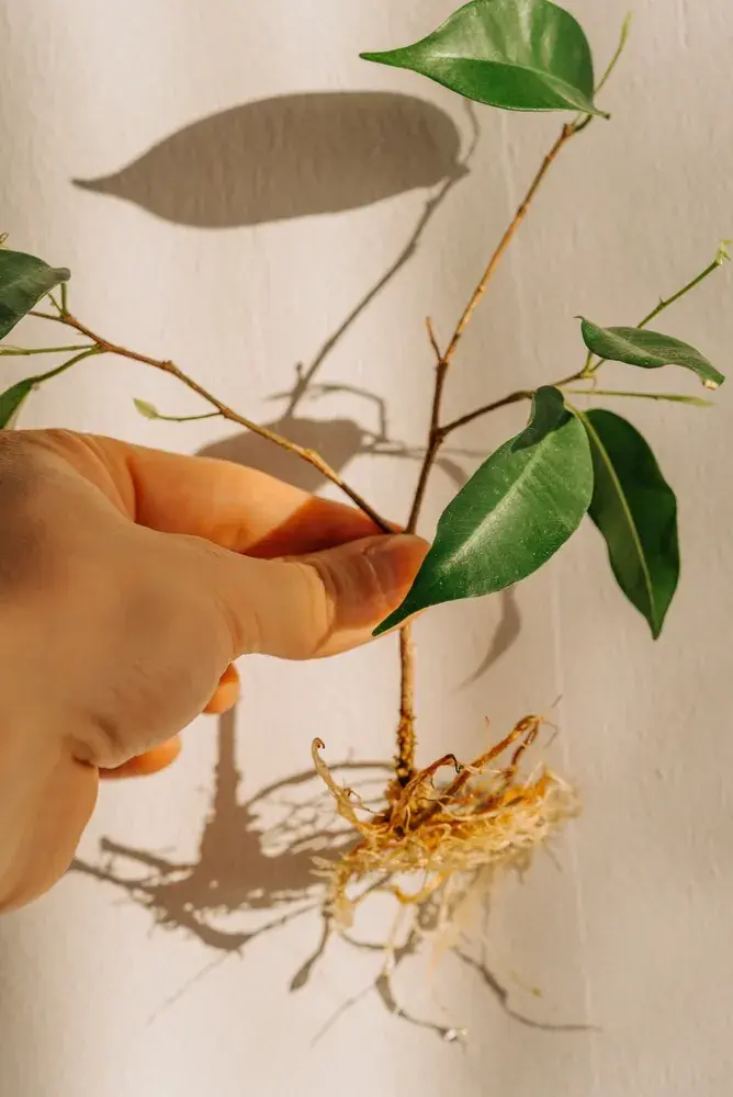 Množení fíkusu krok za krokem: Jak z jedné větvičky vypěstovat novou rostlinu