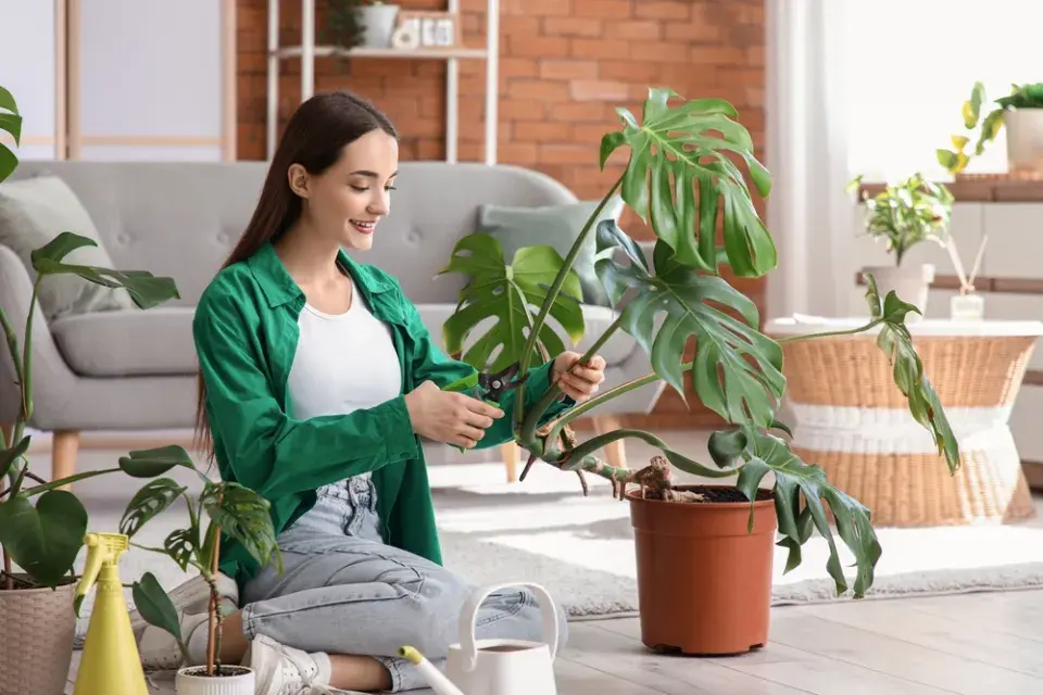 Řez přerostlých pokojových rostlin