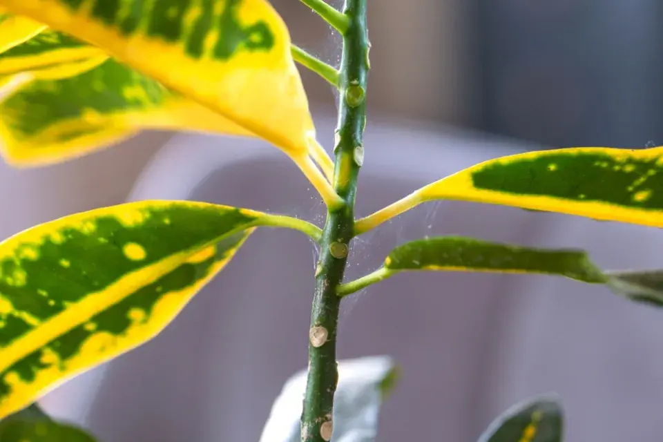 Sviluška na pokojových rostlinách