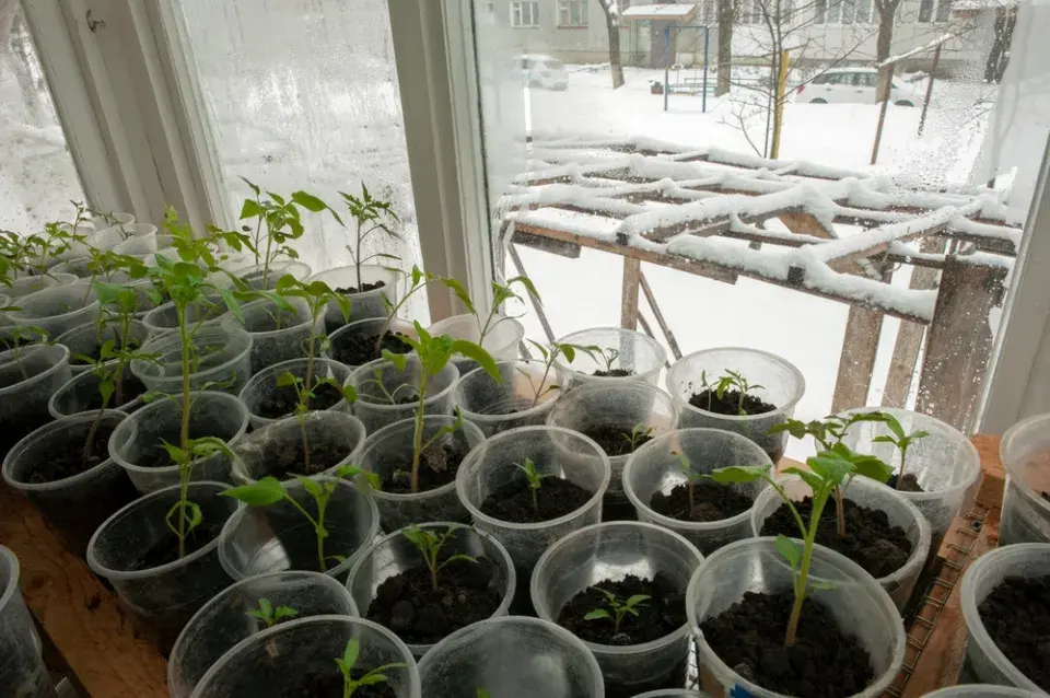 Předpěstování zeleniny od výsevu po silnou sazenici