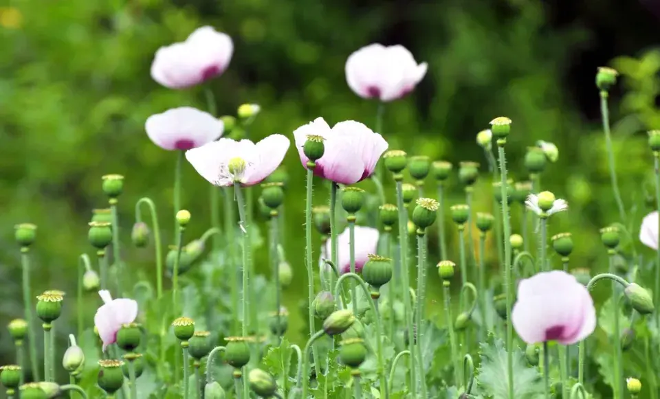 Pěstování máku a konopí: rostliny, které mohou být na zahradě legálně, ale jen za určitých podmínek