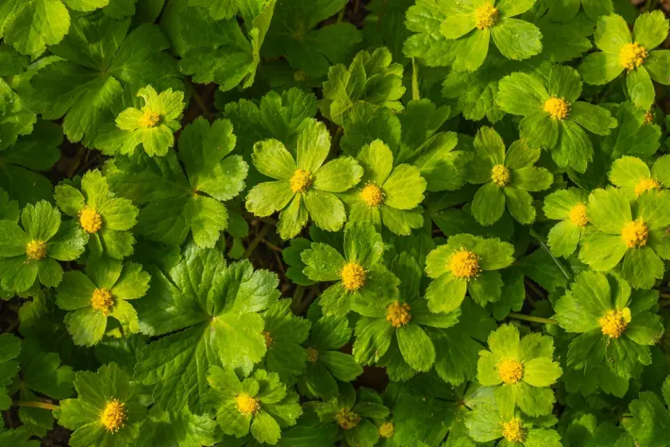 hvězdnatec zubatý (Hacquetia epipactis) 