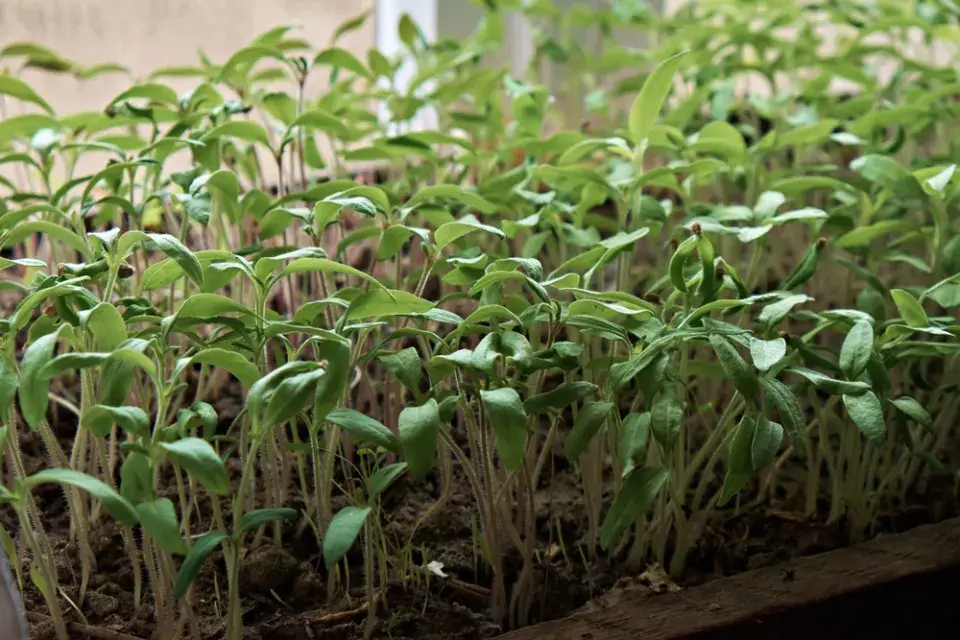 Předpěstování zeleniny od výsevu po silnou sazenici