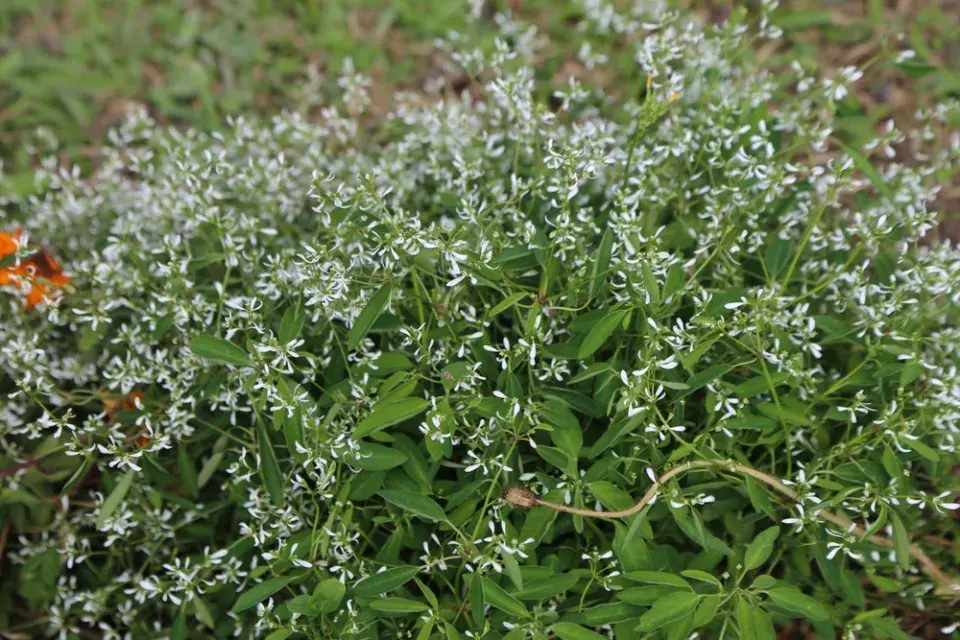 Neznámá letnička Kouzelný sníh