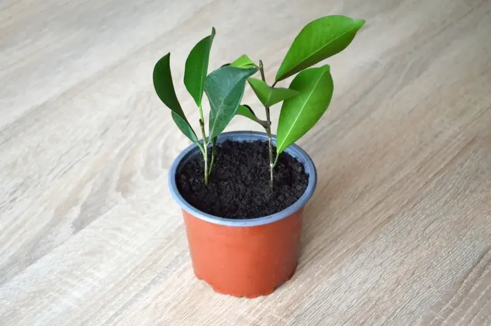 Množení fíkusu krok za krokem: Jak z jedné větvičky vypěstovat novou rostlinu