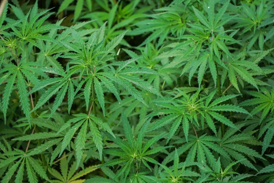 Pěstování máku a konopí: rostliny, které mohou být na zahradě legálně, ale jen za určitých podmínek