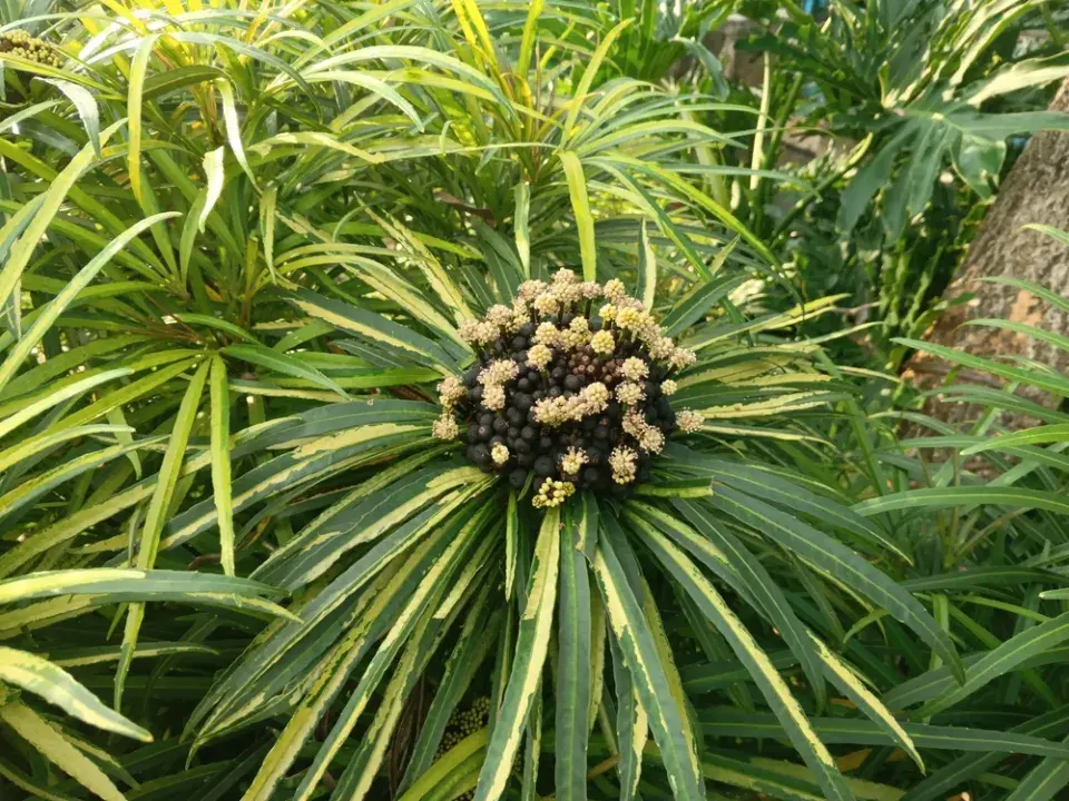 Palmenka neboli bambusová palma