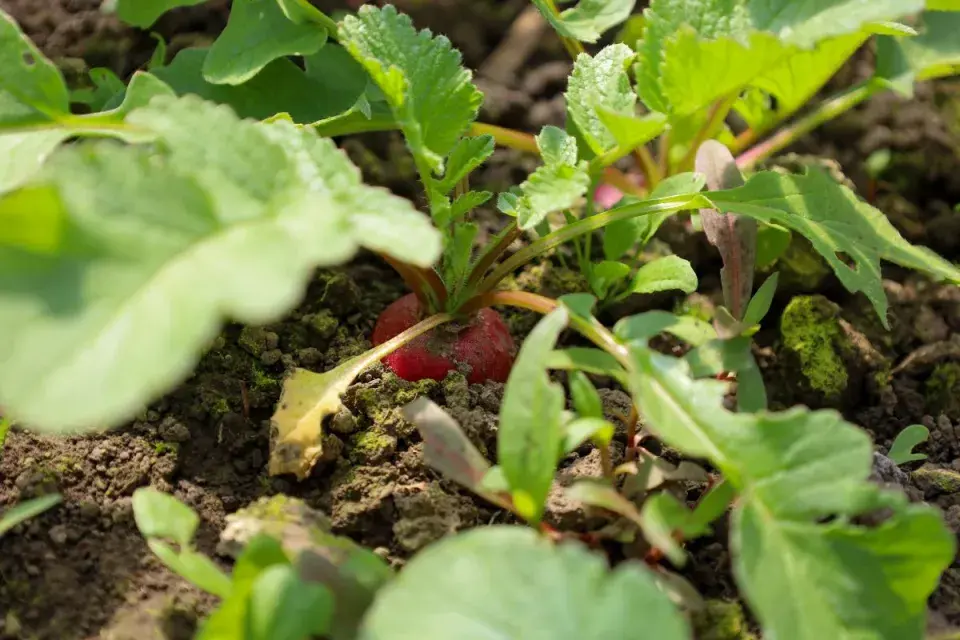 Pěstování ředkviček