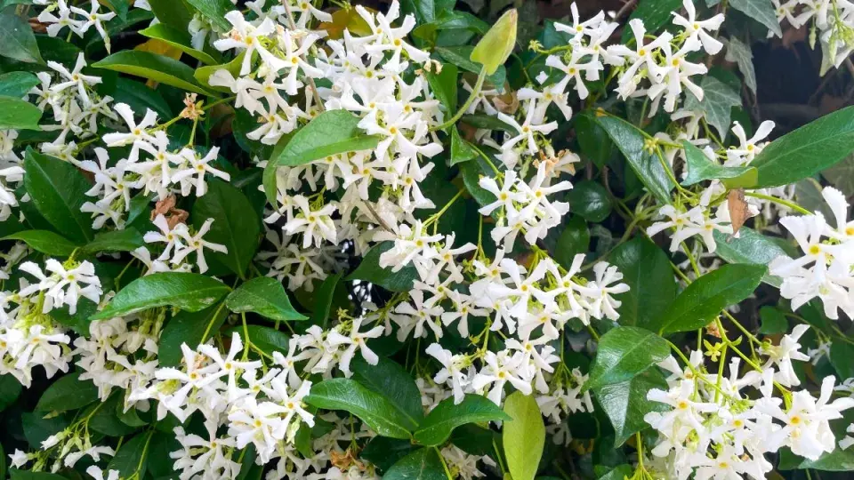 Popínavá rostlina jasmínovka