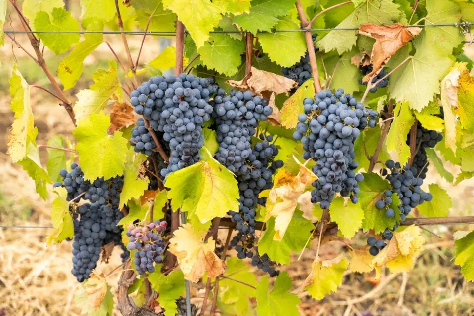 Vedení vinné révy