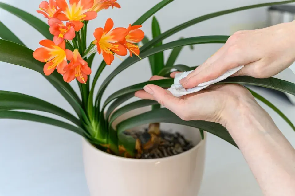 Množení pokojovek dělením: Klívie od přerostlého trsu po nové rostliny