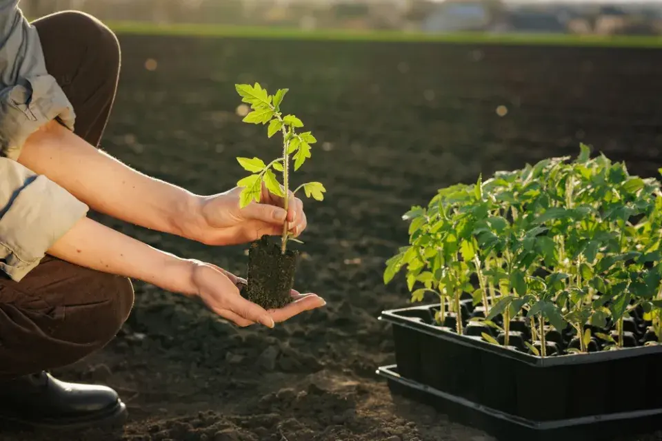 Výsadba rajčat naležato vám zajistí bohatou úrodu a kvalitní plody
