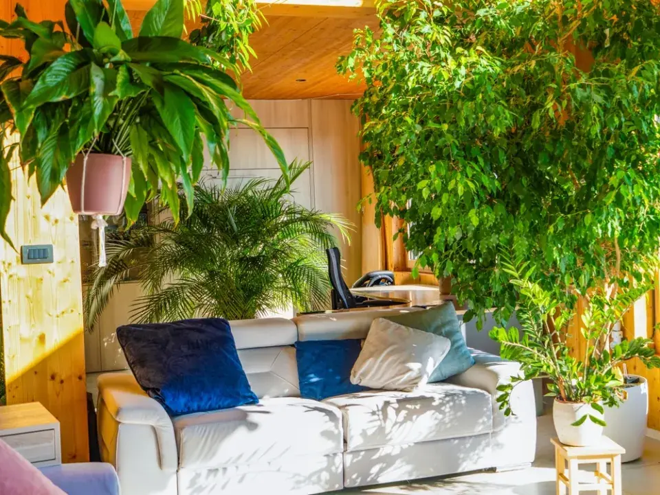 Řez přerostlých pokojových rostlin