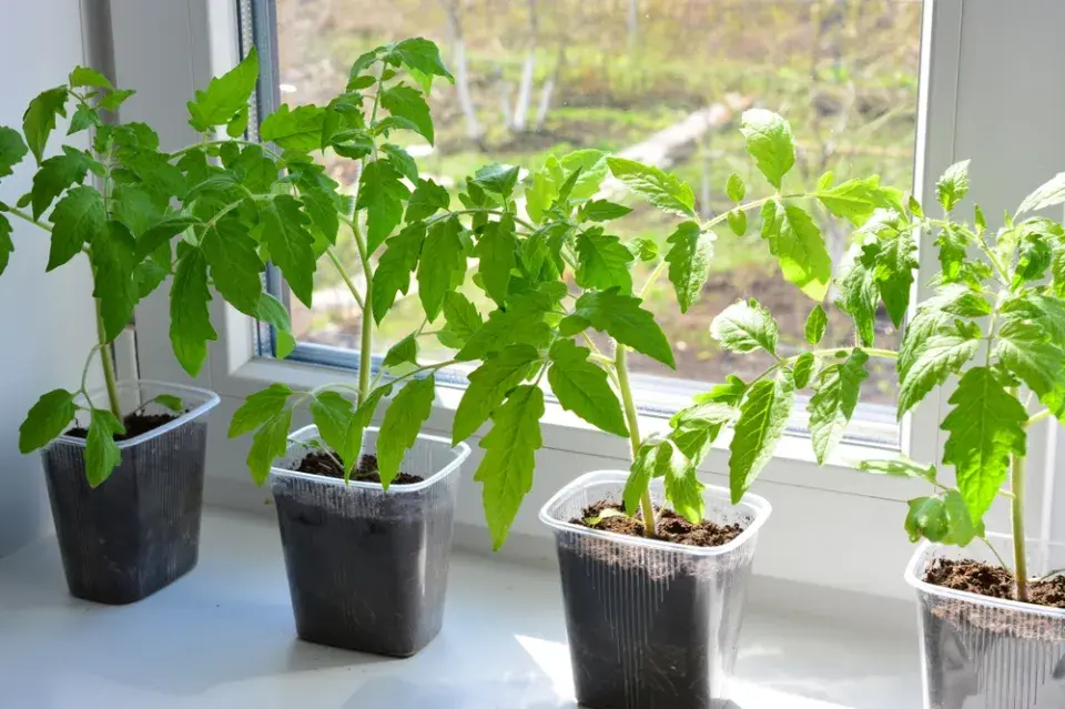 Předpěstování zeleniny od výsevu po silnou sazenici