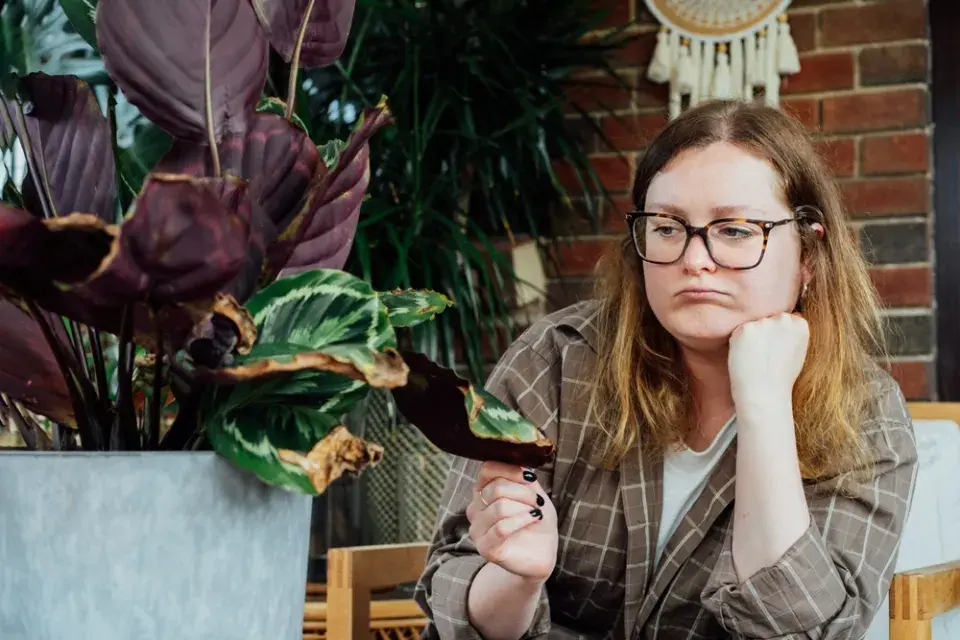 Přisvětlování pokojových rostlin