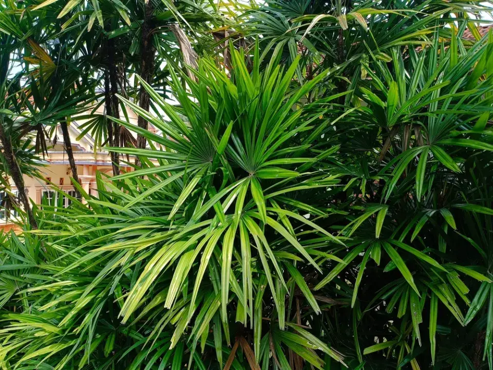 Palmenka neboli bambusová palma