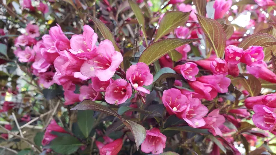 Vajgélie květnatá