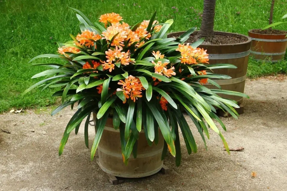 Množení pokojovek dělením: Klívie od přerostlého trsu po nové rostliny