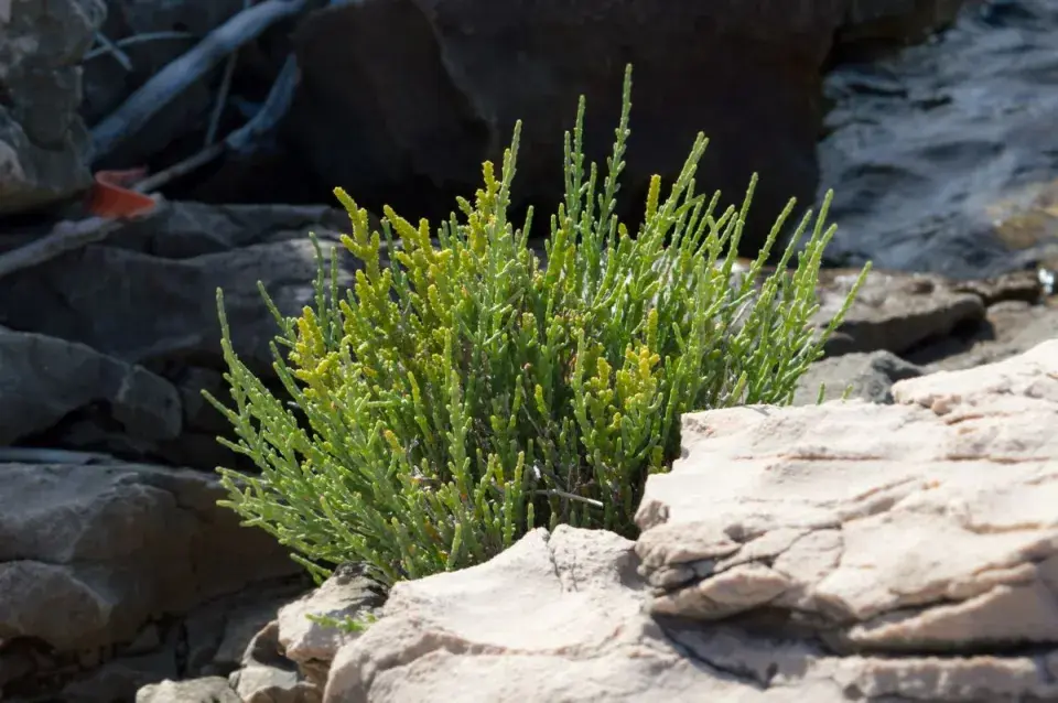 Neobvyklá bylinka slanorožec