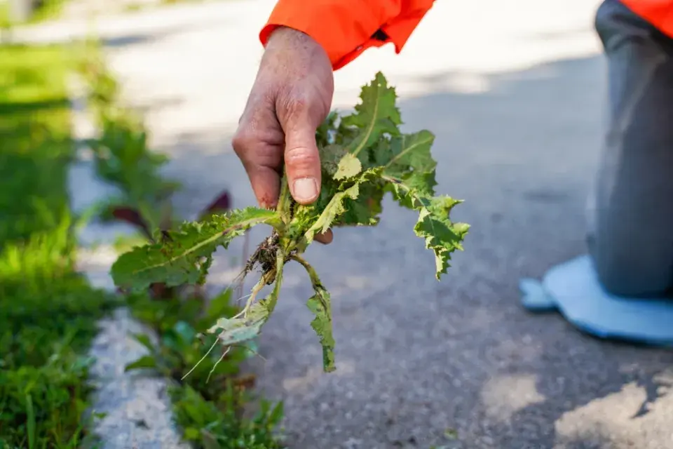 Šíření plevele ze sousední zahrady: Jak vypadá problém, který může skončit u soudu
