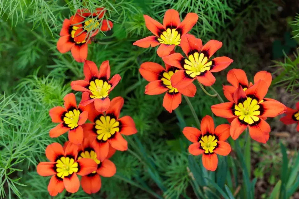 Barevné květiny v zahradě