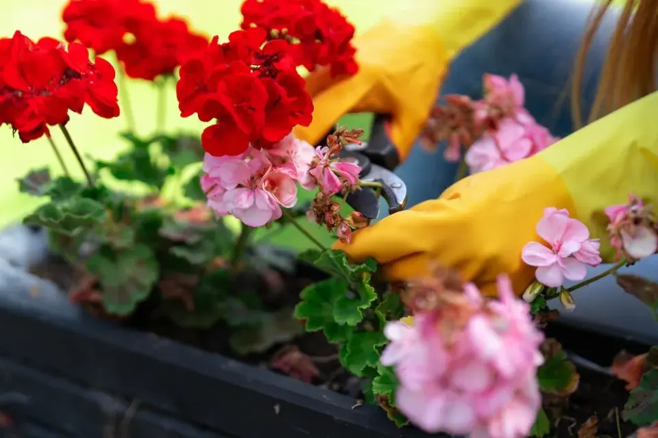 Přesazování muškátů krok za krokem: jak probudit přezimované rostliny k bohatému kvetení