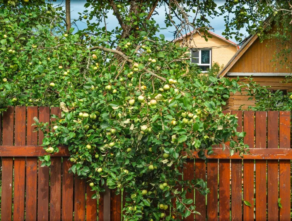 Nejčastější sousedské spory na zahradě: Stromy a přesahující ovoce