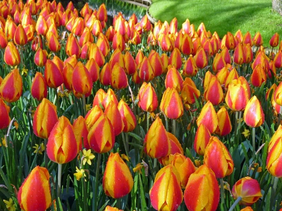 Jarní barvy v zahradě