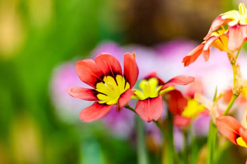 Dřípulka neboli cikánská květina