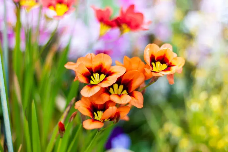 Dřípulka neboli cikánská květina